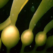 Kelp helps thyroid gland function