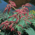 Turkey Rhubarb Root