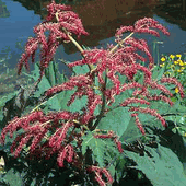 Turkey rhubarb root for stomach pain and ulcers