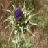 Blessed Thistle